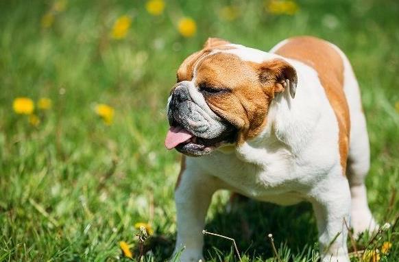 英国斗牛犬_英国斗牛犬视频搞笑_英国斗牛犬斗狗