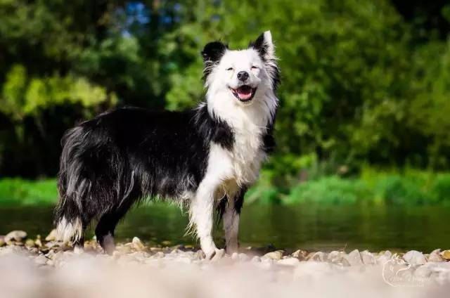 纯种边境牧羊犬价格多少钱一只_纯种边境牧羊犬_边境犬牧羊纯种图片