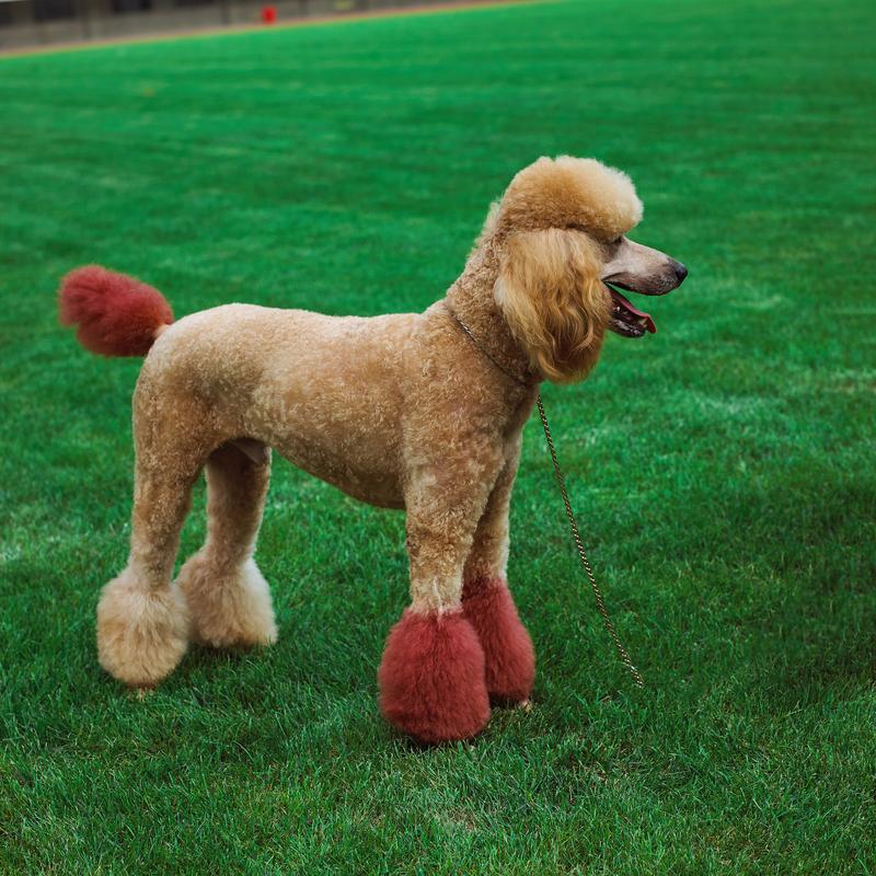 贵宾犬图片_犬贵宾造型_贵宾犬