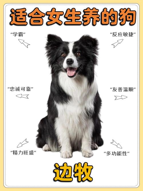 牧羊犬边牧_犬边牧犬_边牧犬