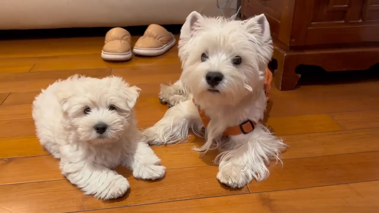 宠物犬西高地_西高地犬_名犬西高地