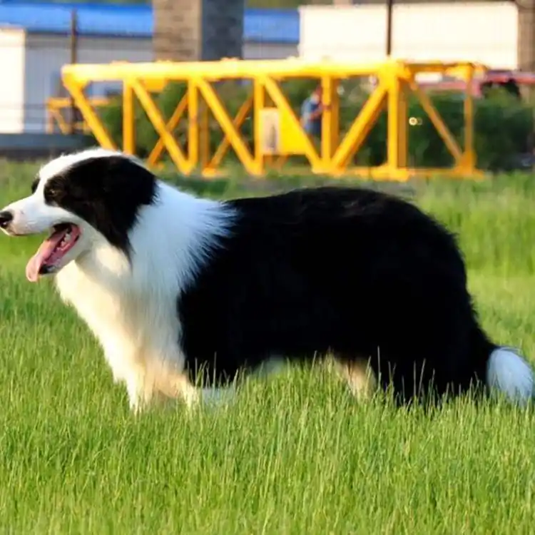 边境牧羊犬多钱_边境牧羊犬好多钱_边境牧羊犬价钱