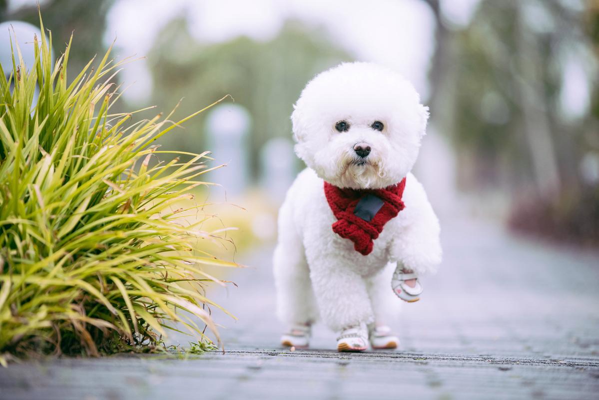 犬比熊芒果视频_犬比熊多少钱一只_比熊犬