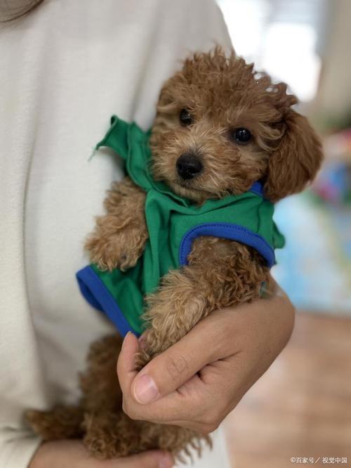 茶杯犬泰迪_犬泰迪的三个主要体征_泰迪犬