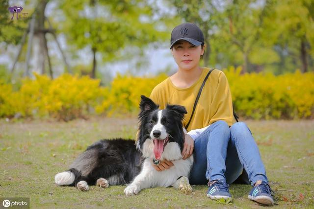 边境牧羊犬论坛_边境牧羊犬百度百科_边境牧羊犬官网