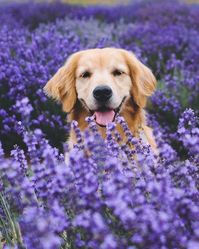 金毛寻回犬的由来_金毛寻回犬_金毛寻回犬百度百科