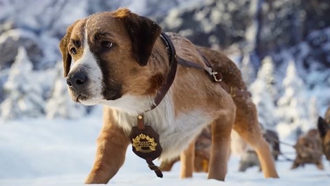 阿拉斯加雪橇犬_阿拉斯加犬雪橇多少钱一只_阿拉斯加雪橇长什么样