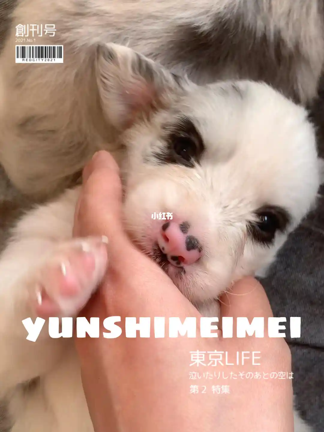 边牧犬幼崽_边牧幼崽需要注意什么_边牧幼仔图片