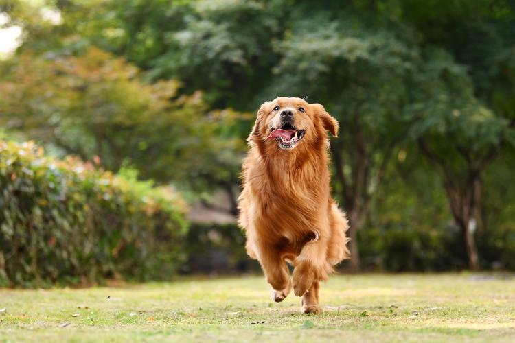 金毛猎犬_猎犬金毛犬多少钱一只_金毛猎犬价格