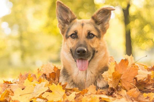 牧羊犬德国北京_北京德国牧羊犬_中国北京德国牧羊犬犬舍