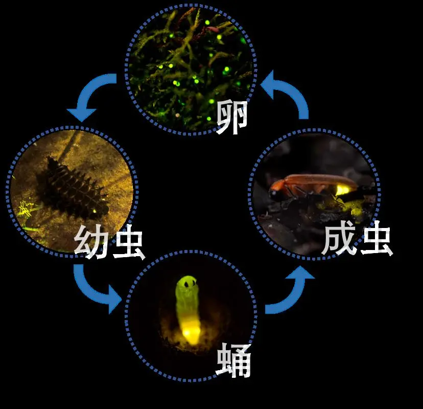 火玫瑰蜘蛛脚黑_火玫瑰蜘蛛踢毛_火玫瑰蜘蛛踢毛吗