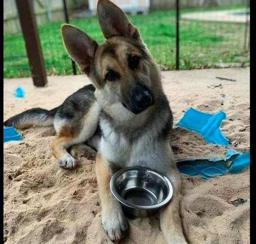 德牧幼犬_狗粮幼犬德牧_幼犬德牧图片