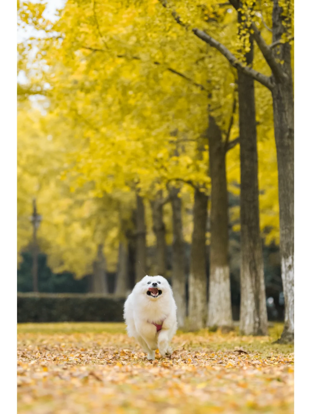 犬萨摩耶经常喘粗气_犬萨摩耶多少钱一只_萨摩耶犬