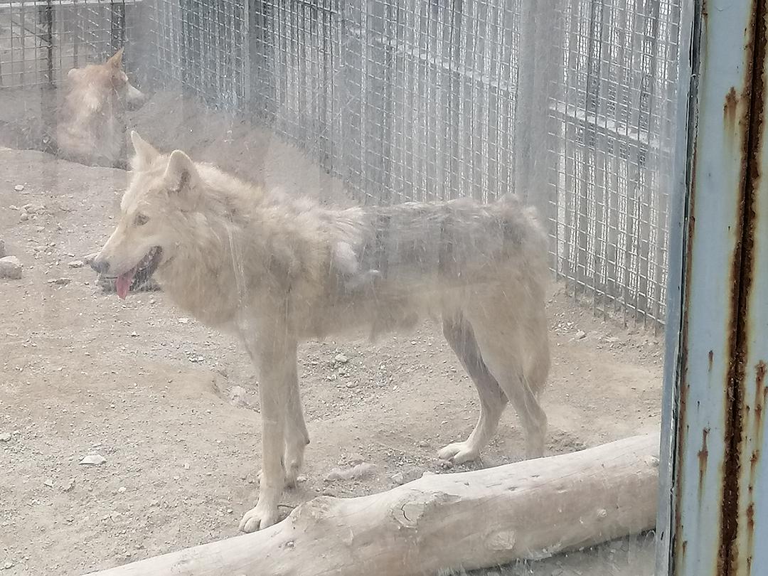 天宇雪橇犬基地 病狗_拉雪橇的狗是什么狗_马犬养殖基地,马犬养殖场