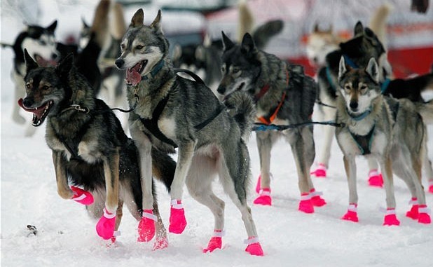 阿拉斯加犬拉雪橇图片_天宇雪橇犬基地 病狗_雪橇犬的领头犬怎么定