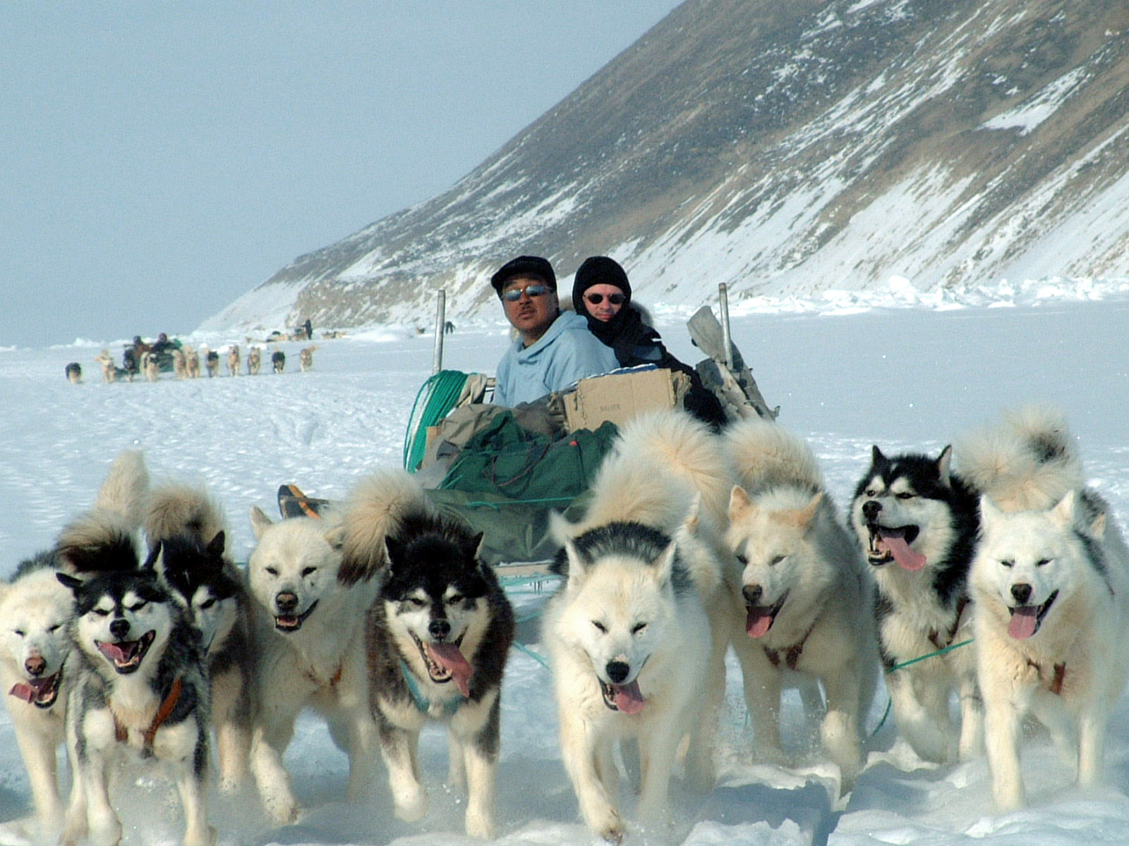 阿拉斯加犬拉雪橇图片_天宇雪橇犬基地 病狗_雪橇犬的领头犬怎么定