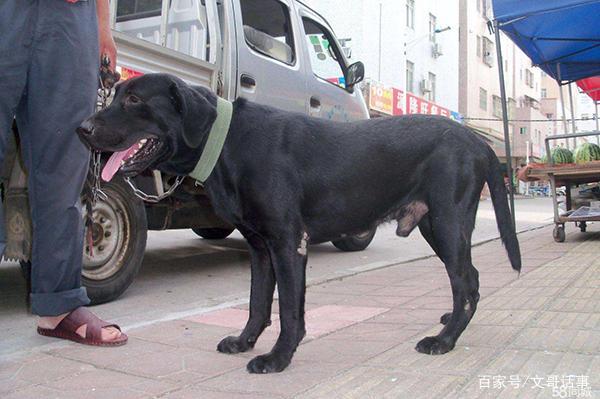 狗咬人事件增多邻居称胡先生养了一条大黑狗