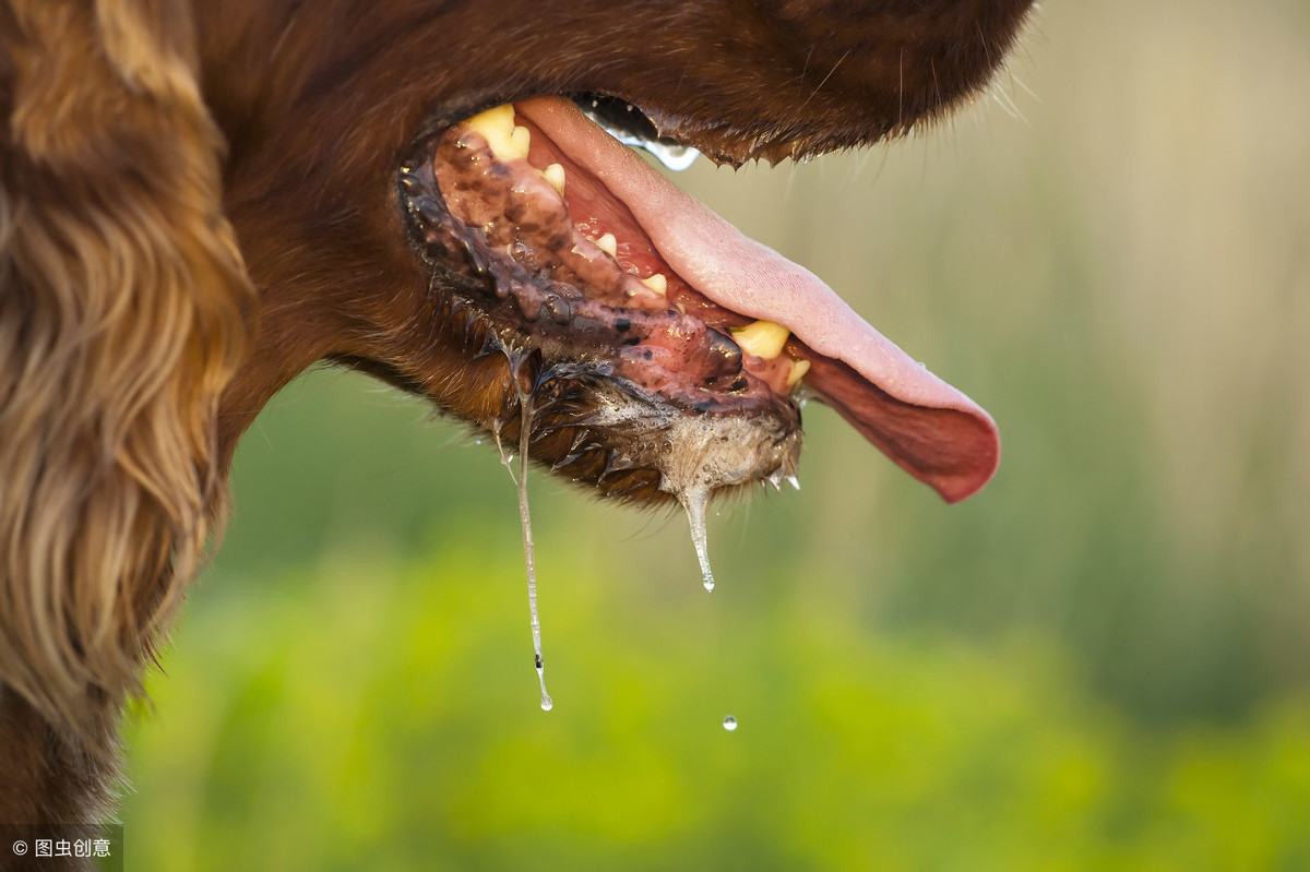 小狗舔了舔伤口，就会感染狂犬病？真有这可能