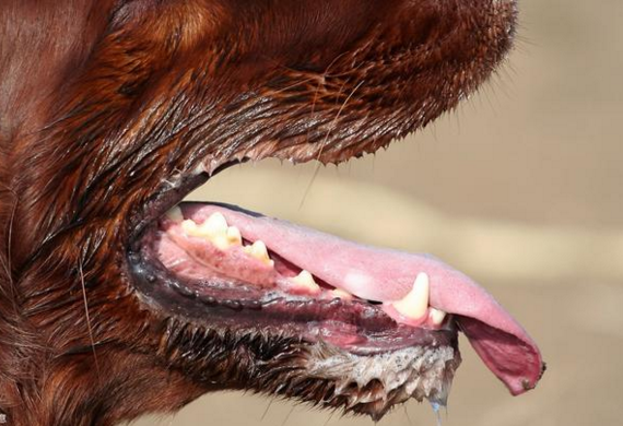 狗狗得狂犬病的5大前兆，看到这样的狗一定要躲开，不然很危险！