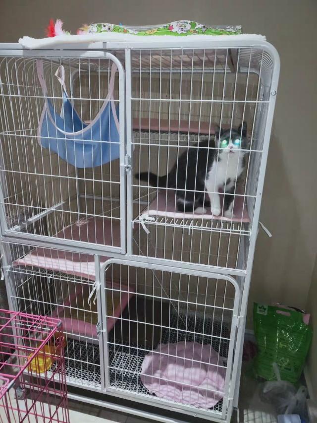 猫咪就应该笼养吗？猫咪铲屎官吵得是不可开交