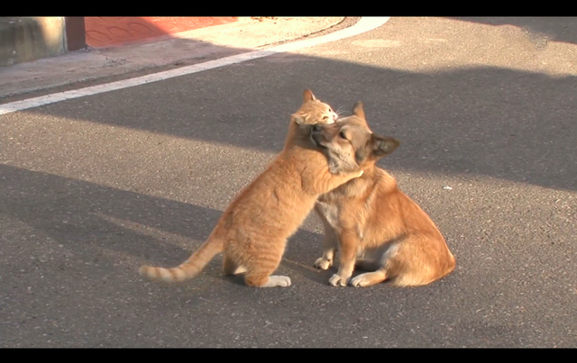 一只流浪狗和一只流浪猫的故事，值得一看！！