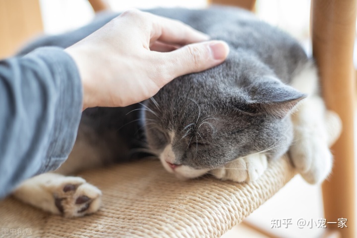 猫咪喜欢主人摸它的哪个部位_喜欢摸你的男人是喜欢_猫咪喜欢主人摸哪里