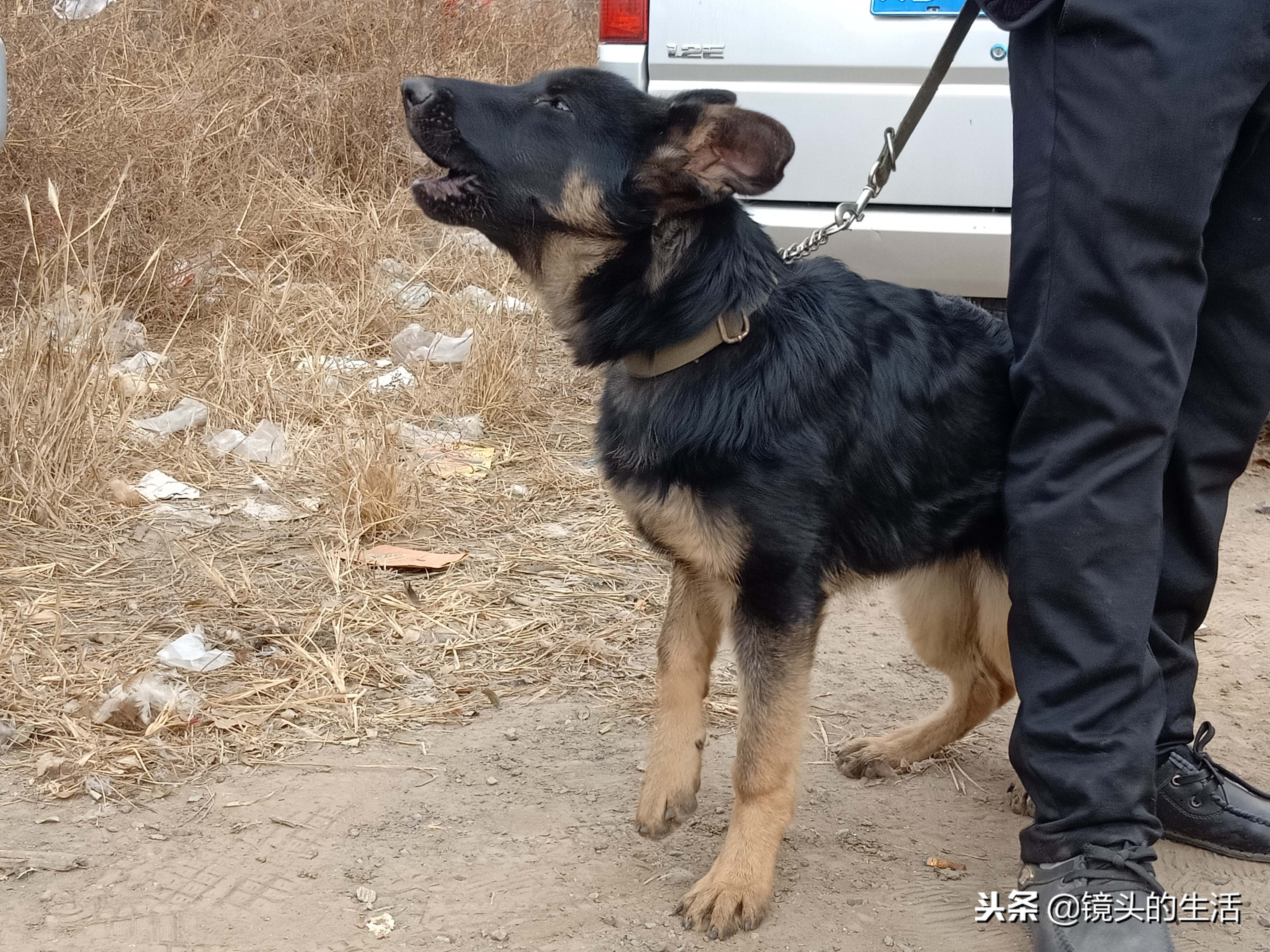 农村大叔卖自家爱犬1000元买，养至5个月700元卖，并送狗链咋回事