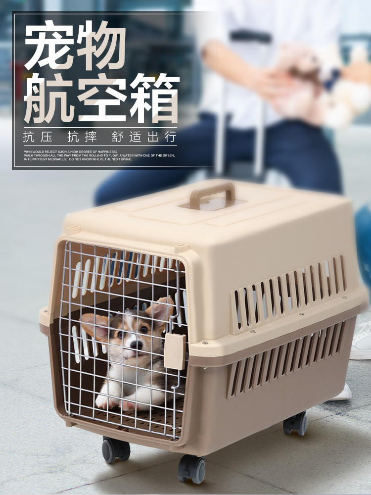 飞机托运猫咪多少钱_飞机托运猫咪安全吗_飞机猫咪托运多少钱