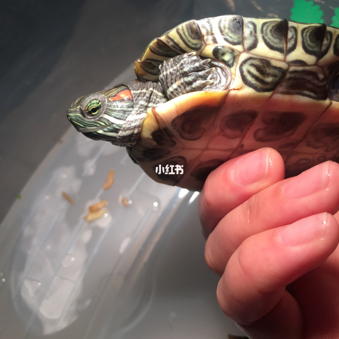 正常乌龟的眼睛图片图片