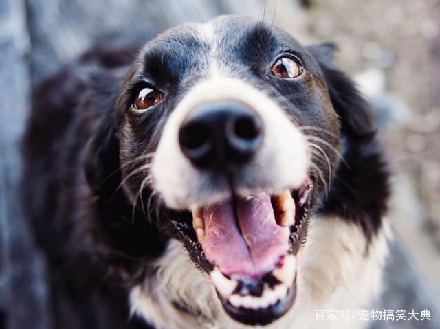 日常生活中狗狗患有狂犬病可能有哪些表现呢？怎么做？