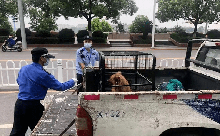 养狗如何喂养 这是首次从国家立法层面明确规定遛狗不牵绳是违反国家法律行为