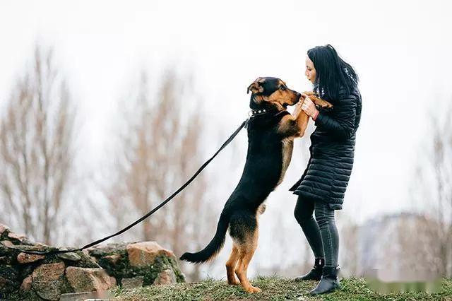 家有小孩养狗注意事项_有小孩可以养罗威纳犬_小孩肺炎注意哪些事项