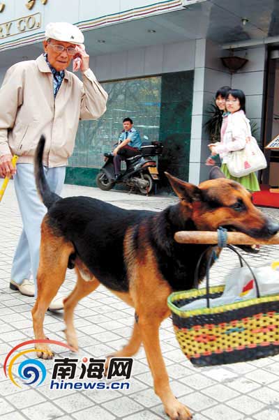 城市生活中狗患确不少说起说起自己反对城市里养狗(组图)