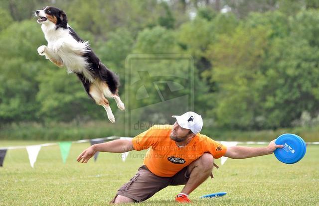 什么是飞盘狗？狗不是一个犬类的品种！