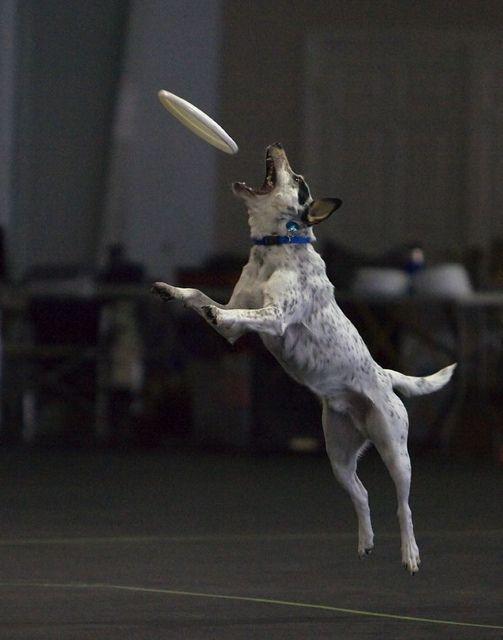 什么是飞盘狗？狗不是一个犬类的品种！