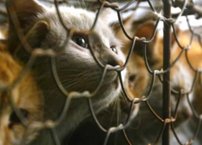 美国农业部为研究可感染人类的寄生弓形虫疾病喂猫食同类肉人道毁灭3000只