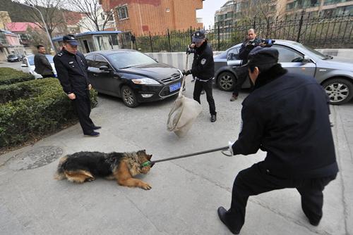 新手养什么狗最好,要聪明的狗_无锡养狗要狗证吗_办狗证后可以跨区养吗