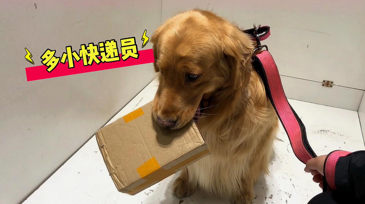 上海不能养狗_养什么狗最赚钱又好养_养哪几种狗好养能赚钱