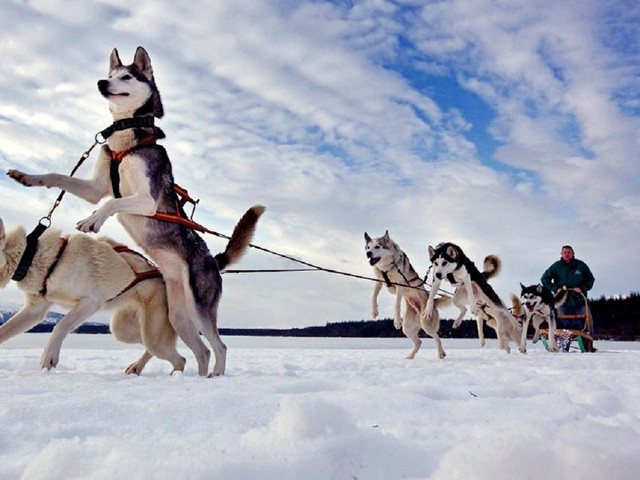 天宇雪橇犬基地 病狗_太行犬大笨狗繁育基地_雪橇犬拉雪橇领头犬