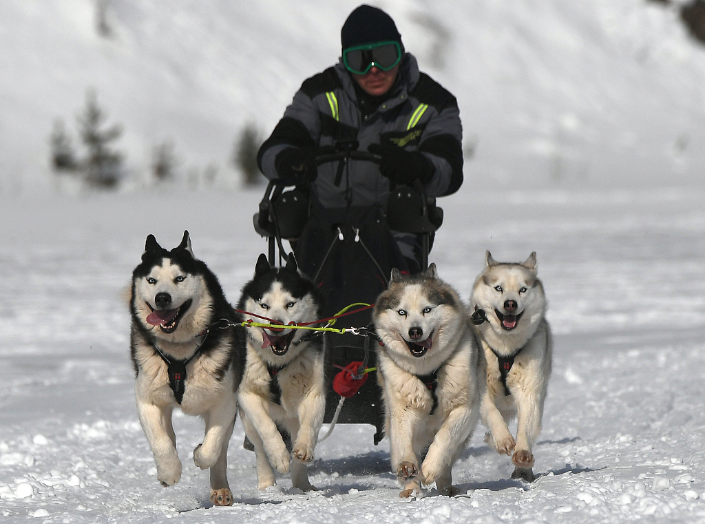 太行犬大笨狗繁育基地_雪橇犬拉雪橇领头犬_天宇雪橇犬基地 病狗