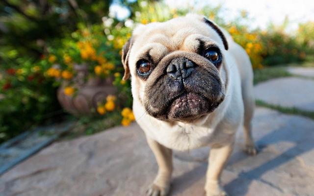 中国本土有哪些优秀的犬种，你会喜欢哪种呢吗？