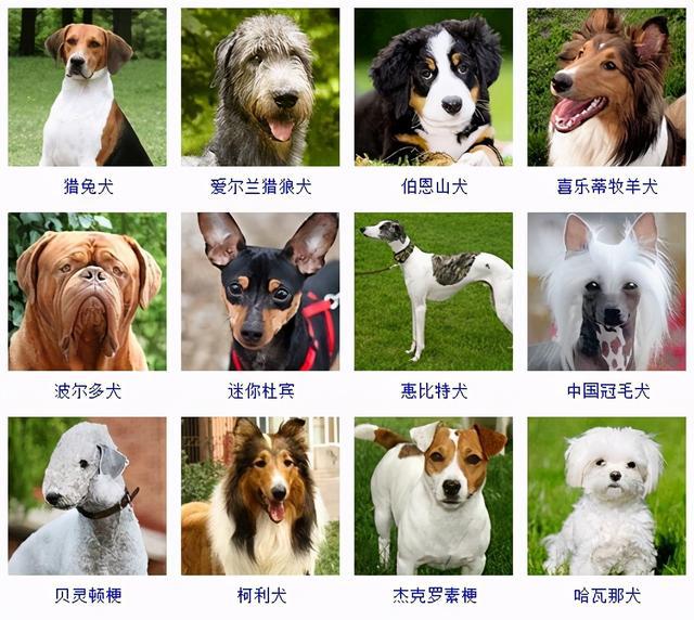 犬种大全品种图谱图片
