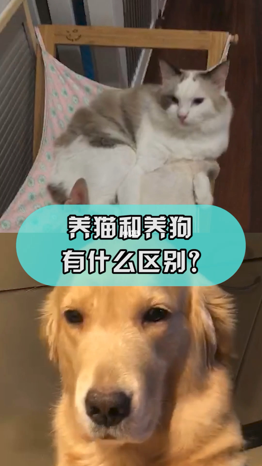 猫比狗好养吗_养狗和养猫的区别_狗和猫能一起养破财吗