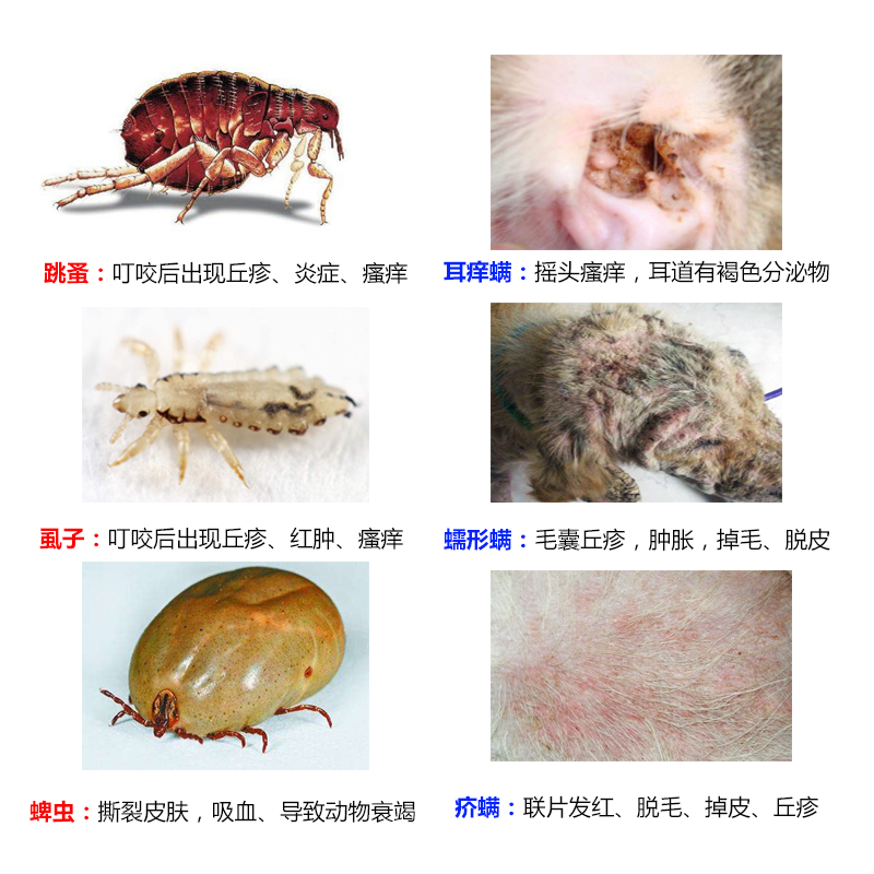 鸡霉形体病图片_鸡霉形体病注射量_狗弓形体病