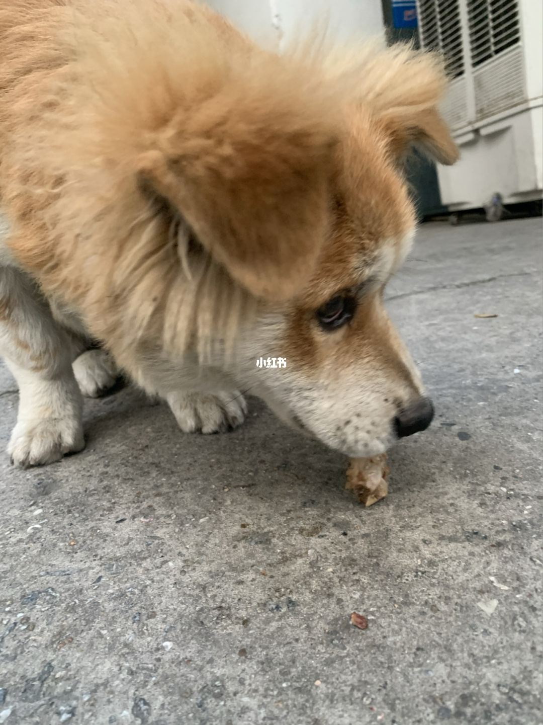 宠物店病狗特征_运动神经元病护理问题_病狗问题