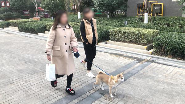 养博美犬好还是养泰迪狗好_家庭养狗推荐_家庭养哪种狗比较合适