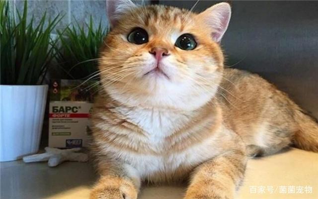 养狗好还是养猫好？对于养宠新手来讲这的确是一个难题！