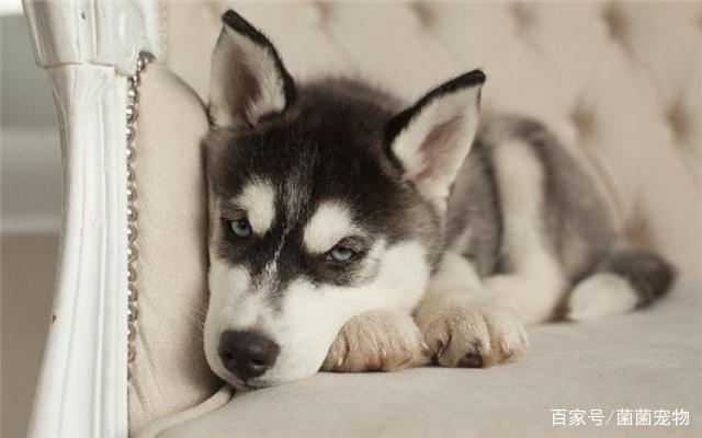 养狗好还是养猫好？对于养宠新手来讲这的确是一个难题！