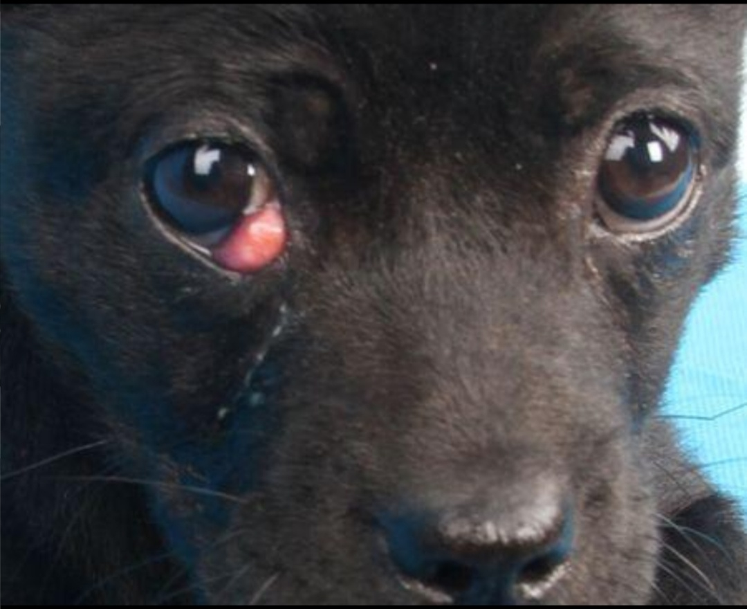原来狗‘樱桃眼’不是夸奖而是一种眼角疾病，我们该如何治疗呢？