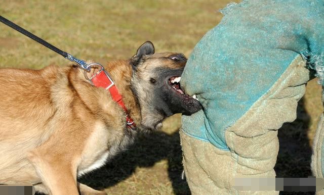 养狗的坏处：容易发生狗咬人导致狂犬病的发生